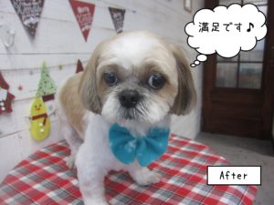 おすましシーズー