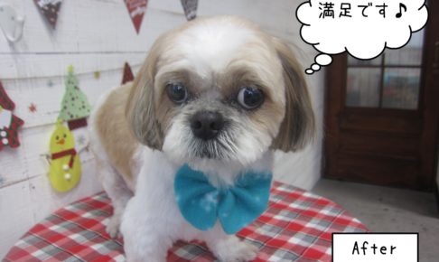 おすましシーズー