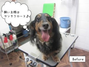 カット前ミニチュアダックス