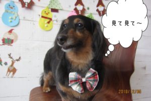 おすましミニチュアダックス