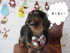 おすましミニチュアダックス