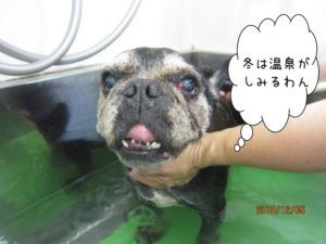 スパ中ブルドッグ