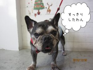 施術後ブルドッグ