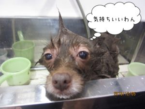 シャンプー中ポメラニアン