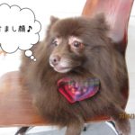 おすましミックス