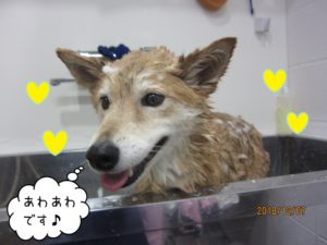 シャンプー中ミックス