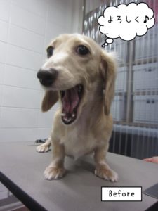 カット前ミニチュアダックス