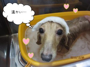 スパ中ミニチュアダックス