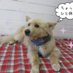 ひとやすみミックス