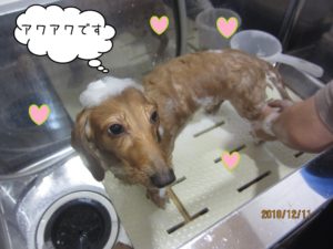 シャンプー中ミニチュアダックス