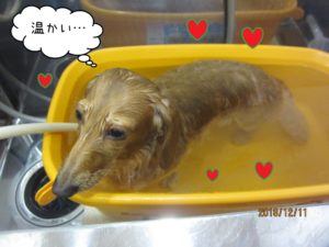 スパ中ミニチュアダックス