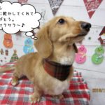 クリスマスミニチュアダックス
