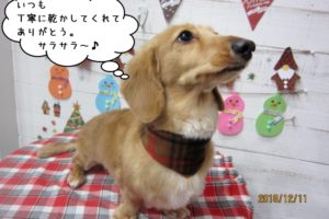 クリスマスミニチュアダックス