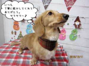 クリスマスミニチュアダックス