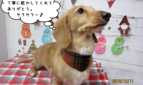 クリスマスミニチュアダックス