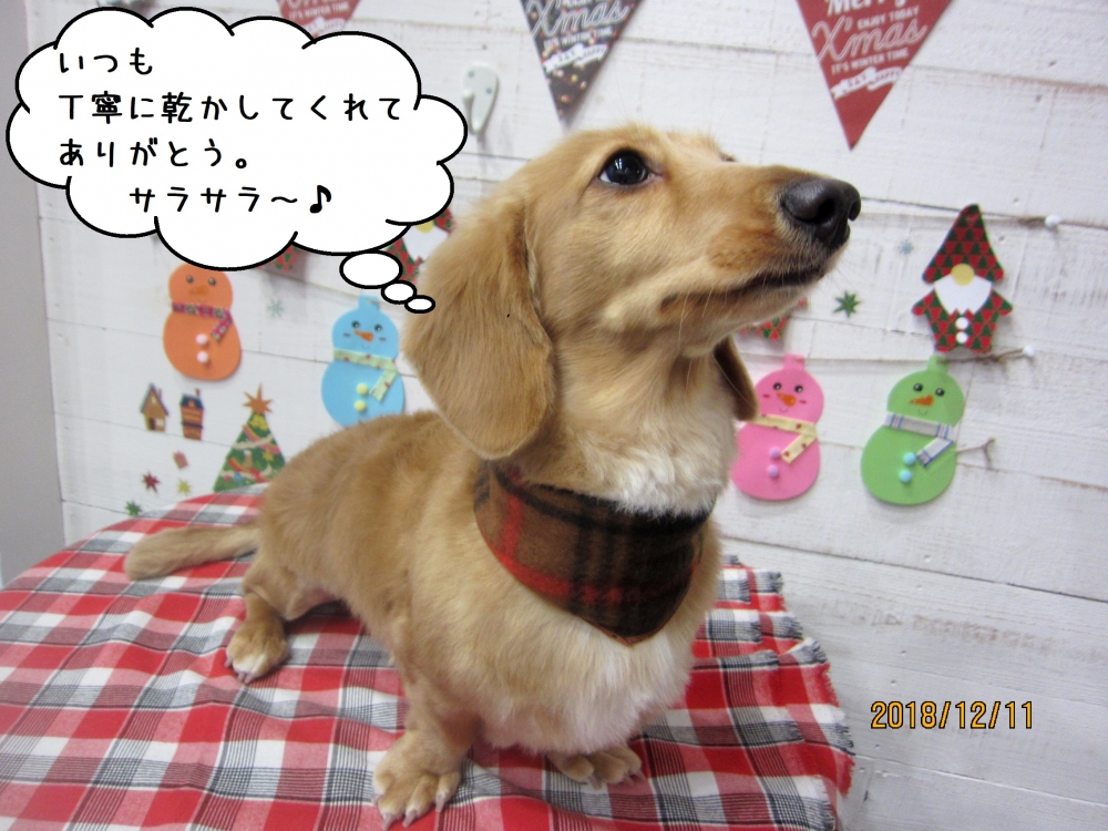 クリスマスミニチュアダックス