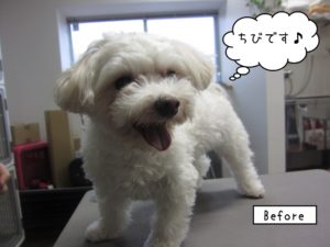カット前マルチーズ