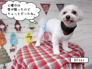 カット後マルチーズ