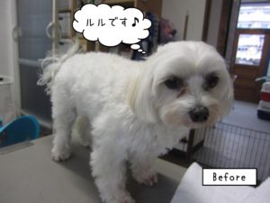 カット前マルチーズ