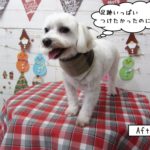 笑顔マルチーズ