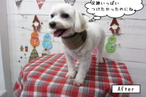 笑顔マルチーズ