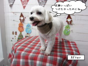 笑顔マルチーズ