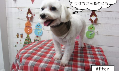 笑顔マルチーズ