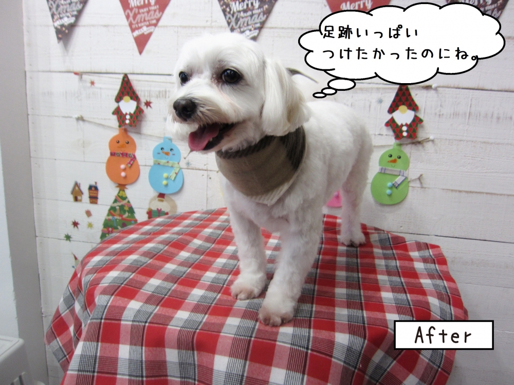 笑顔マルチーズ