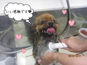 シャンプー中ポメラニアン
