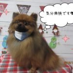 クリスマスポメラニアン