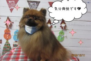クリスマスポメラニアン
