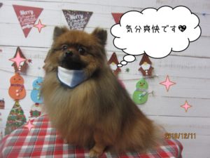 クリスマスポメラニアン