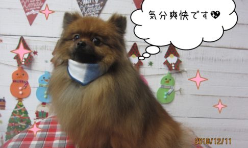 クリスマスポメラニアン