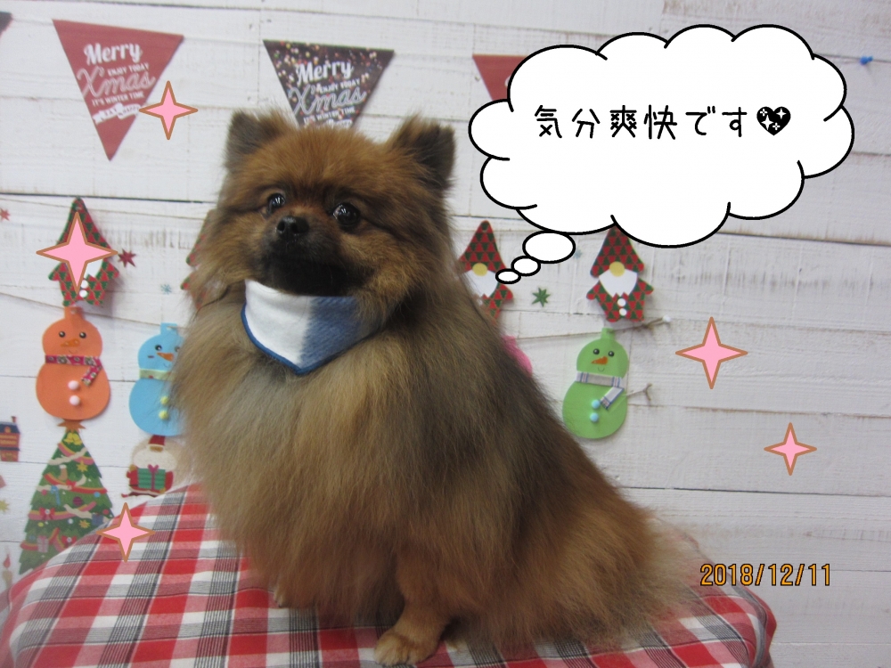クリスマスポメラニアン
