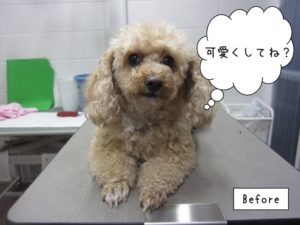 カット前トイプードル