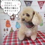 おすましトイプードル