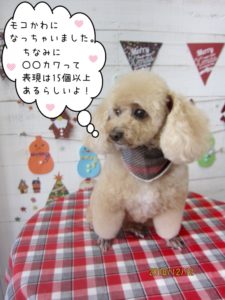 おすましトイプードル