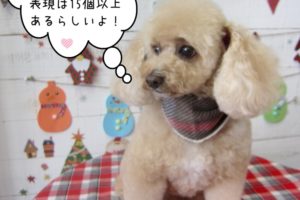 おすましトイプードル