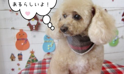 おすましトイプードル