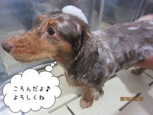 シャンプー中ミニチュアダックス