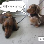 仲良しミニチュアダックス