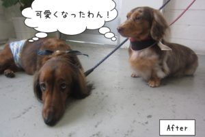 仲良しミニチュアダックス