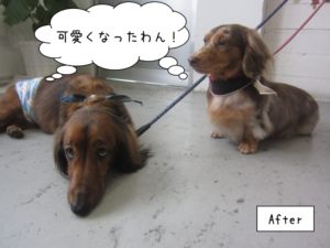 仲良しミニチュアダックス