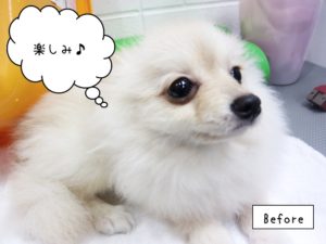 カット前ポメラニアン