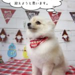 えっへんポメラニアン
