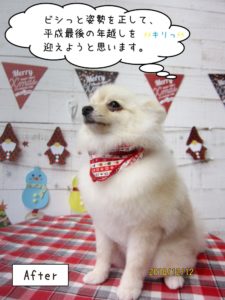 えっへんポメラニアン