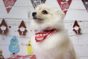 えっへんポメラニアン