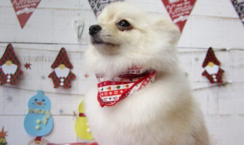 えっへんポメラニアン