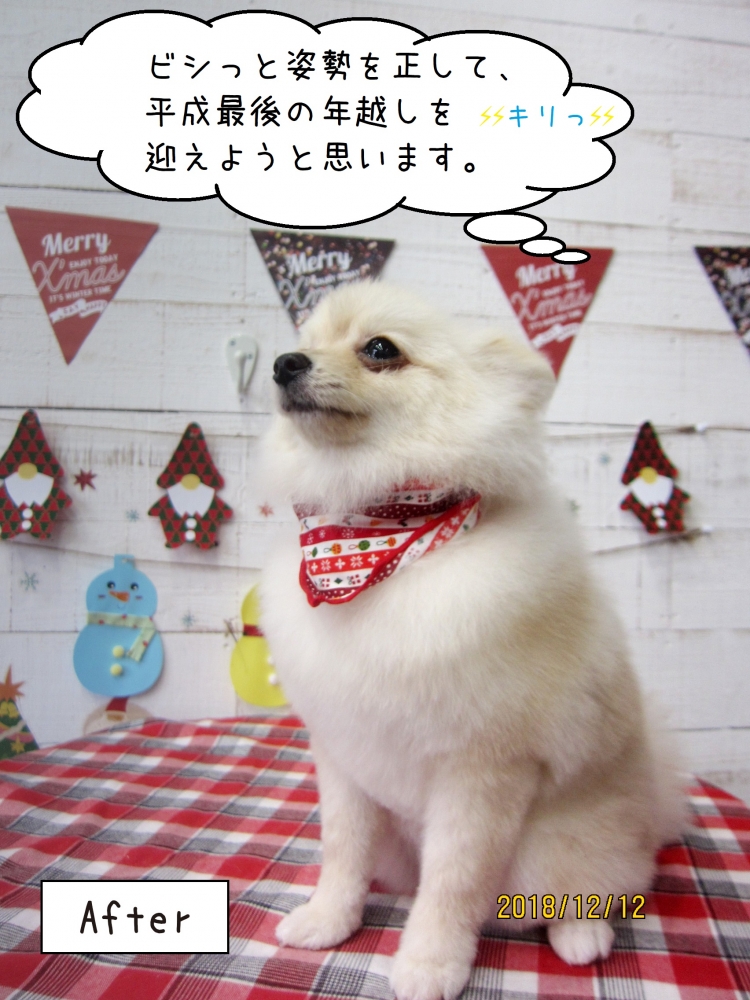 えっへんポメラニアン