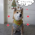 クリスマス豆柴